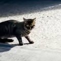 『とんでもなく危ない場所』に現れた野良猫が、3か月後……"まさか…