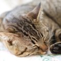 室内飼育の猫が亡くなる前に見せる行動とその理由5つ