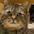 飼い主さんを噛んでしまった猫→叱られた結果…まさかの『可愛すぎる光景』…