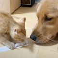 『大型犬と一緒に育った子猫』約１年が経過したら…まさかの変化が微笑…