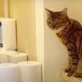 余裕でクリア！？猫くんたちのトイレットペーパーチャレンジ