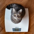 猫が『痩せてきた』ときに考えられる4つの原因　見逃せない病気のサインや…