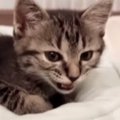 ベッドでくつろいでいた子猫→『ひと鳴き』した直後に……尊すぎる『まさ…