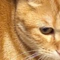 何気なく猫の『右脇腹』を見ていた飼い主さん→ふと既視感を感じたと思…