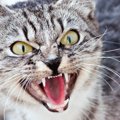 猫が『攻撃的』になっているときの正しい対処法は？お互いを守るため…
