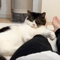 数日ぶりに帰宅したママ→嬉しくなった猫2匹の行動が…羨ましすぎる『甘えん…