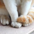 猫がしっぽマフラーするのはどんな時？２つの心理