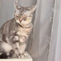 猫が聞きたくない『嫌いな音』の特徴4つ　苦手とする理由や驚かせない…
