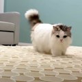 『なんじゃこりゃ！！』紙コップが敷き詰められた部屋を見た猫ちゃん…