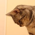 猫を凹ませる言葉に注意！4つのNGワード