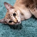 【獣医師監修】シンガプーラがかかりやすい病気｜症状や予防・早期発…