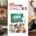 ねこの魅力に『動画』と『写真』でどっぷり浸かりながら、距離も縮ま…