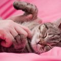 猫を怖がらせてしまった！信頼を改善する４つの方法