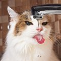 猫はどうやって『水』を飲んでるの？1日の水分摂取の目安まで解説