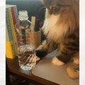 『水入りペットボトルを落としたい猫vs阻止する飼い主』…ついつい笑っちゃ…