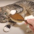 無防備なのに…なかなかブラッシングさせてくれない猫ちゃん