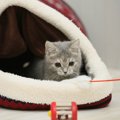 猫が大好きなおもちゃ猫じゃらし！選び方とおすすめ商品