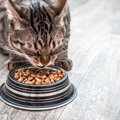 猫が『げっぷ』をする3つの原因！注意すべき病気とは？