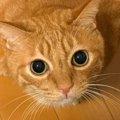 くつろいでいた茶トラ猫の後ろ足を見たら…人間みたいな『まさかのポーズ』…