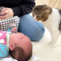 赤ちゃんが泣き止まない時の『パパ猫』の行動…やさしさ溢れる対応が尊…