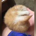 丸まって眠る『手のひらサイズの子猫』→移動させると……予想外の『可愛…