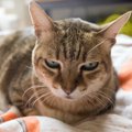 猫が『不快感』を抱く飼い主の悪習慣５つ