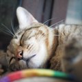 猫には不思議な力がある？猫にまつわるジンクス３つ