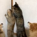 猫と犬が『8か月ぶりに帰国した家族』に示した反応…感動の再会に86万…