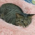 猫ちゃんの最新トレンドは「もこもこ」♪