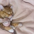 猫は1日にどれくらい眠るのか？