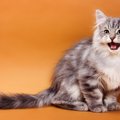 猫が『クラッキング』しているときの心理4選　独特な鳴き声に隠された意味…