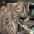 『猫』と『ネコ科動物』の違うところと共通点！ゴロゴロ言う？マタタビに…