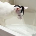 あまりにも『水に触りたがる猫』→シンクに水を溜めてあげると…驚きの光景…