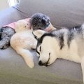 子猫とハスキー犬達のお留守番を『隠し撮り』してみたら…まさかの姿が切な…