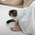 お昼寝中のママを見つめる猫→突然走り出して…爆笑必至の『斬新すぎる…