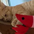 『大好きなエビのぬいぐるみ』と一緒に寝ていたネコ→次の瞬間…『予想外の…