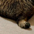 ゆったりと床で寝転んでいた猫→背後から見たら…美味しそうな『形』に爆笑…