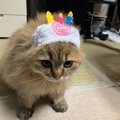 たとえ猫バカと言われても…してあげたいと思うこと３選