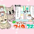 半分アメショのつくねとコナン【第45話】「お猫フード」