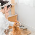 猫にとって危険な病気『肝リピドーシス』とは？　見逃せない症状や予防の…