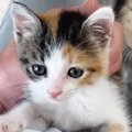甘えたい三毛子猫→猛ダッシュでやって来ると……『たまらなく可愛い光景…