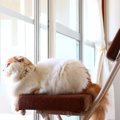 猫は『留守番が上手』と言われるけど本当？外出前に確認しておくべき4…