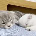 なかよくなれるかな？2匹の子猫の出会いから100日後までの記録に「見…