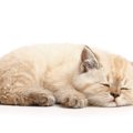 猫の注意すべき『眠り方』5選