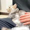 お風呂に入った子猫→ドライヤーで乾かしていたら、眠くなった様子で…『愛…