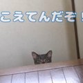 猫ちゃんのこっそりおかわり貰おう作戦！