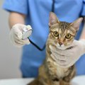 猫が『鉄分不足』になるとどうなる？3つの症状とすぐに必要な対処とは