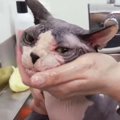 毛がない猫『スフィンクス』をシャンプーしたら、『お湯の色』が……驚…