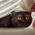 猫が『不安を抱えている』ときのサイン5つ　見逃せない変化や安心させるた…