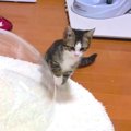 ヒーロー父猫、子猫のピンチに颯爽登場！